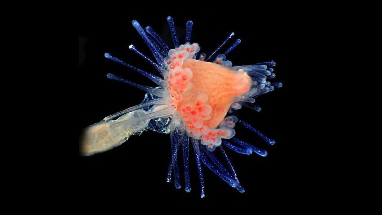 Water Animals