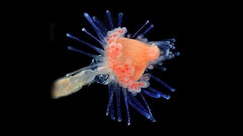 Water Animals