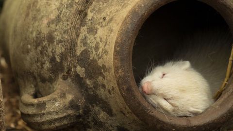 How the Sleeping Mammalian Brain Learns (and Forgets)