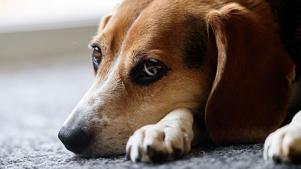The Curious Incident of the Blind Dog in the Night-time