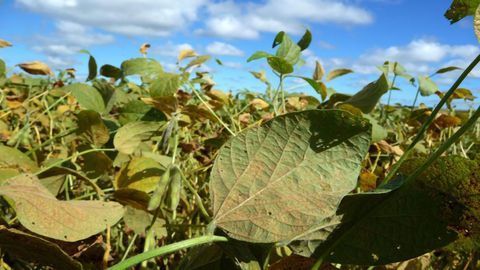 Soybean Pathogen Genome – Assemble!