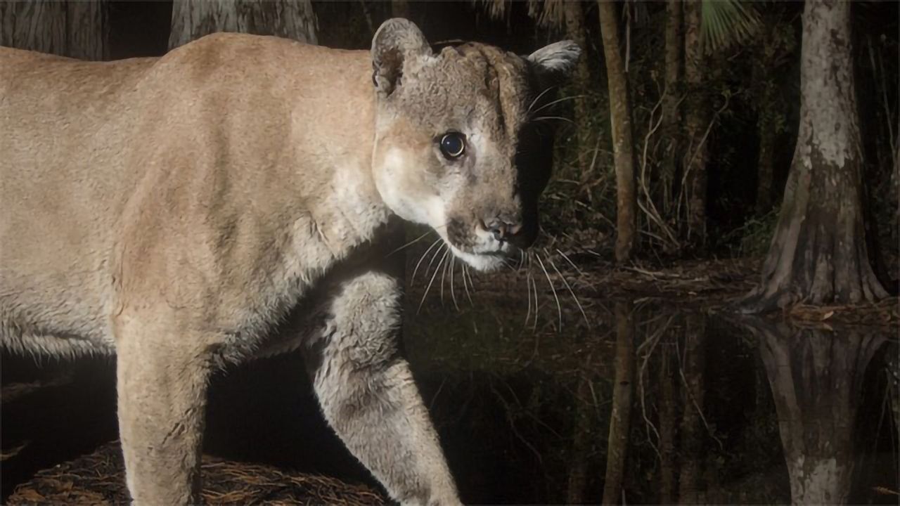 First Complete Picture of the Florida Panther Genome