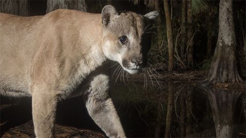 First Complete Picture of the Florida Panther Genome