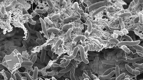 Thieving Cholera Bacterium Can Steal Up to 150 Genes in One Go
