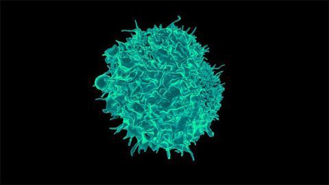 How Immune Cells Go From Sleeper to Assassin