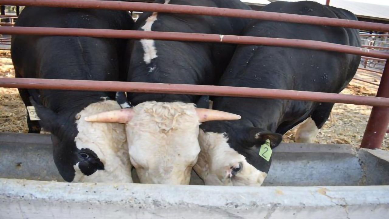 Grabbing the Bull by the Horns – Or Not So, in This Case
