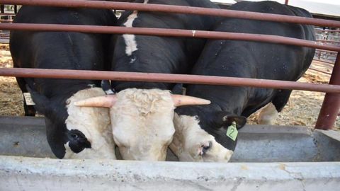 Grabbing the Bull by the Horns – Or Not So, in This Case