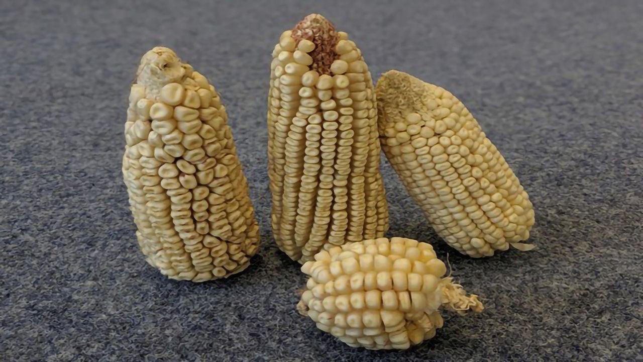 Ensuring Food Security: Spotting Genes That Control Plant Traits