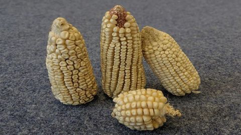 Ensuring Food Security: Spotting Genes That Control Plant Traits