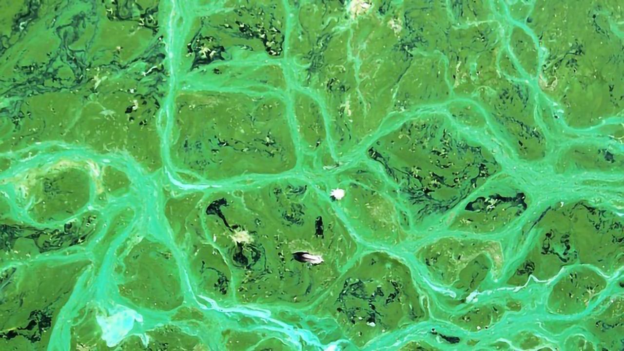 Gene Family Helps Control Photosynthesis