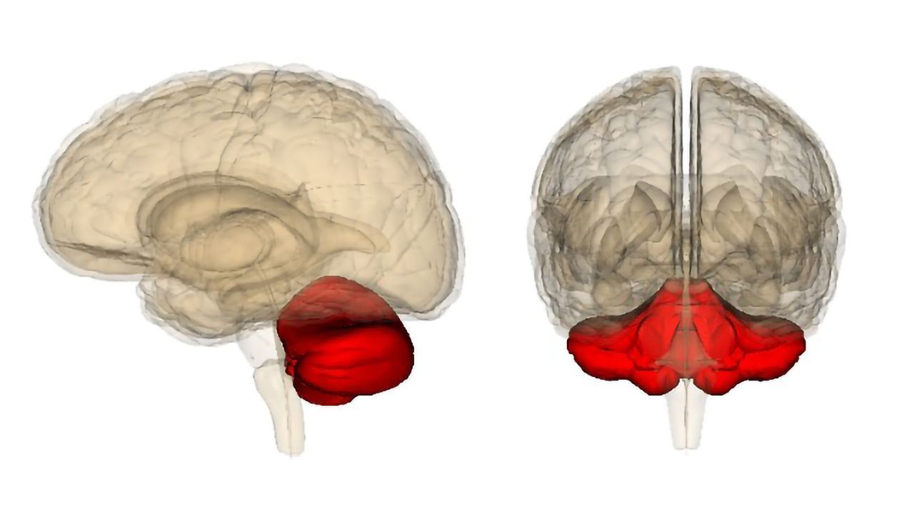 Cerebellum Has No Differences in Dyslexia, Suggests New Study