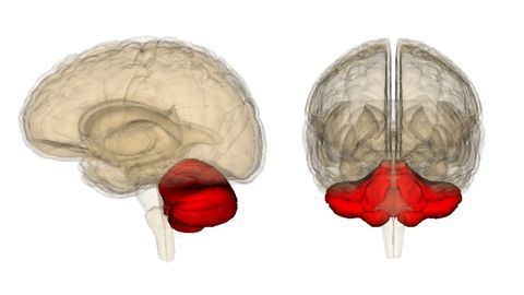 Cerebellum Has No Differences in Dyslexia, Suggests New Study