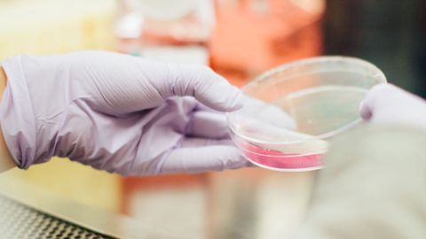Brain Tissue Kept Alive for a Month on Microfluidic Device