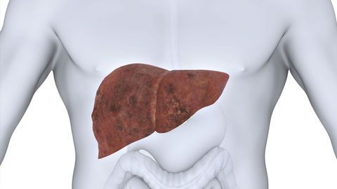 Cell Discovery Could Advance Liver Disease Treatment