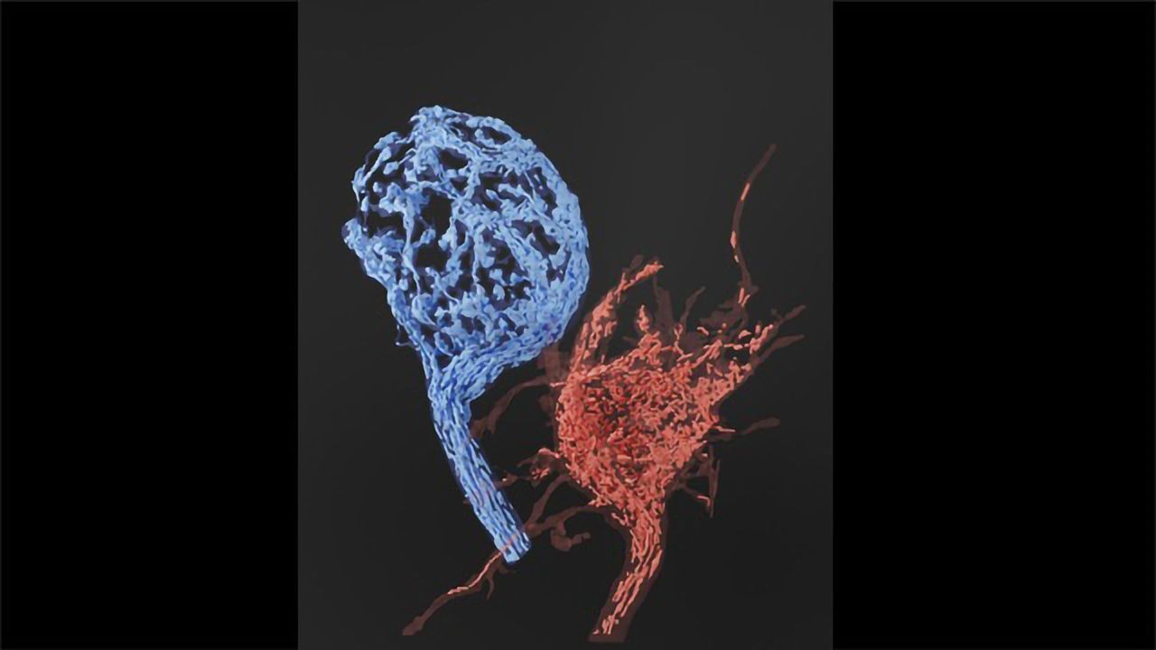Mitochondrial Map Helps Detail Hearing Circuits