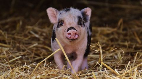 Should the Food Industry Be Concerned by the Sharp Rise in Antibiotic Resistance in Food Animals?