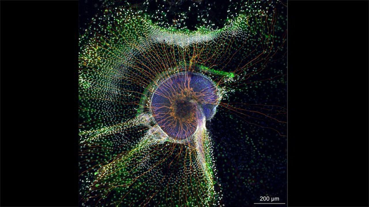 Mouse Cochlea