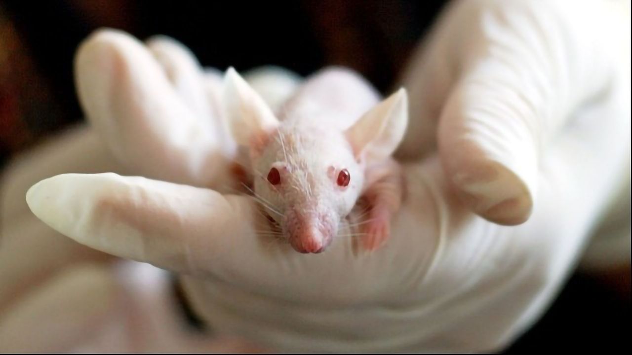 Maternal Obesity Speeds Up Aging in Offspring in Mice