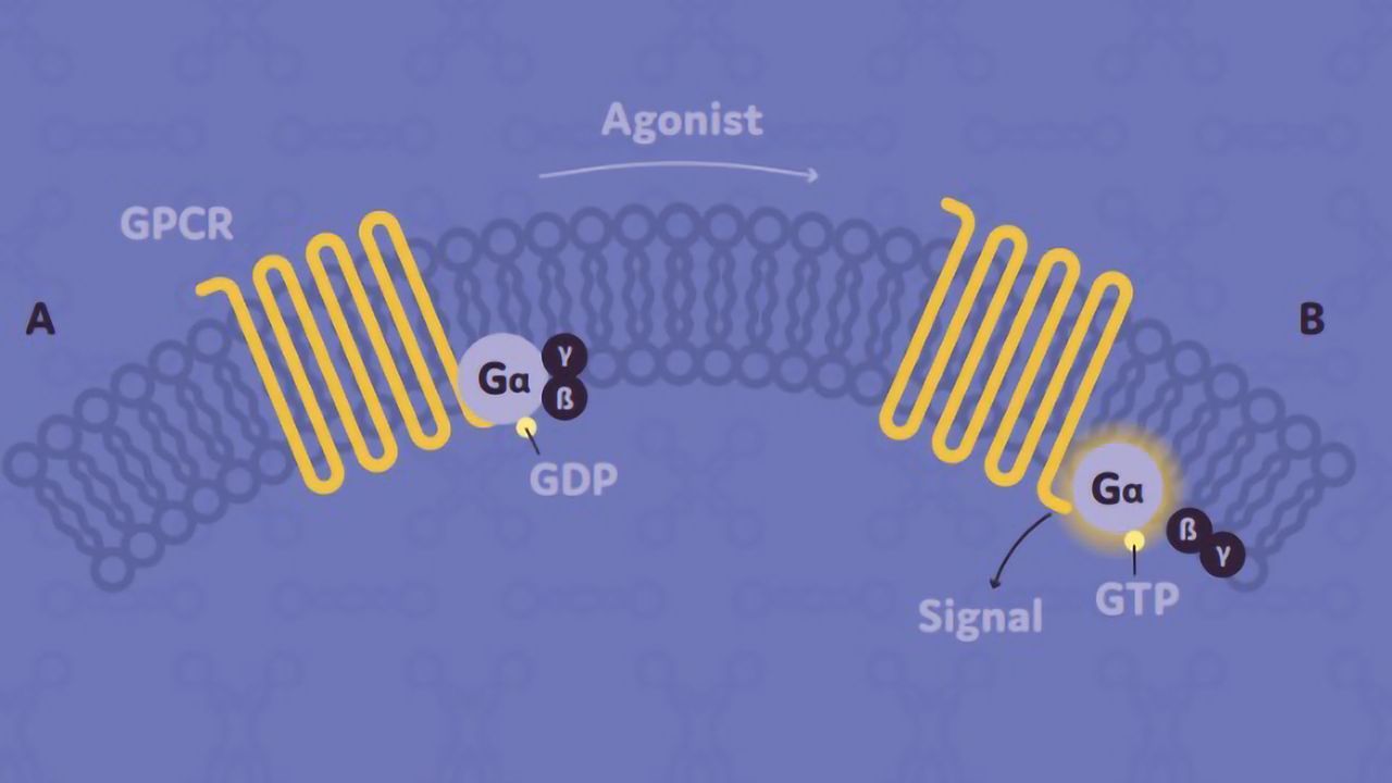Inhibitory Brain Mechanisms Point Way to Reducing Pain