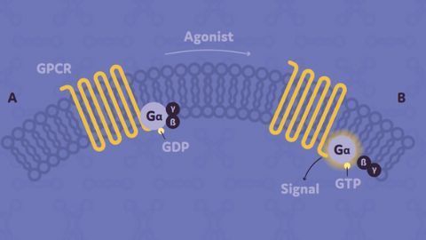 Inhibitory Brain Mechanisms Point Way to Reducing Pain