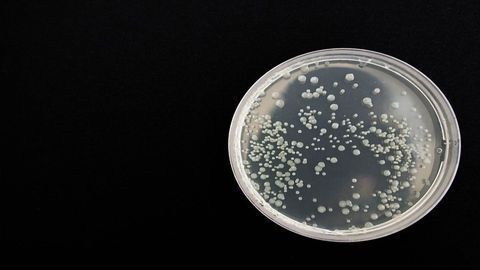 Improving Nature’s Own Ability To Kill Dangerous Bacteria
