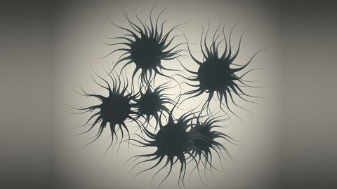Previously Undiscovered Immune Cell Population Affects Learning and Memory