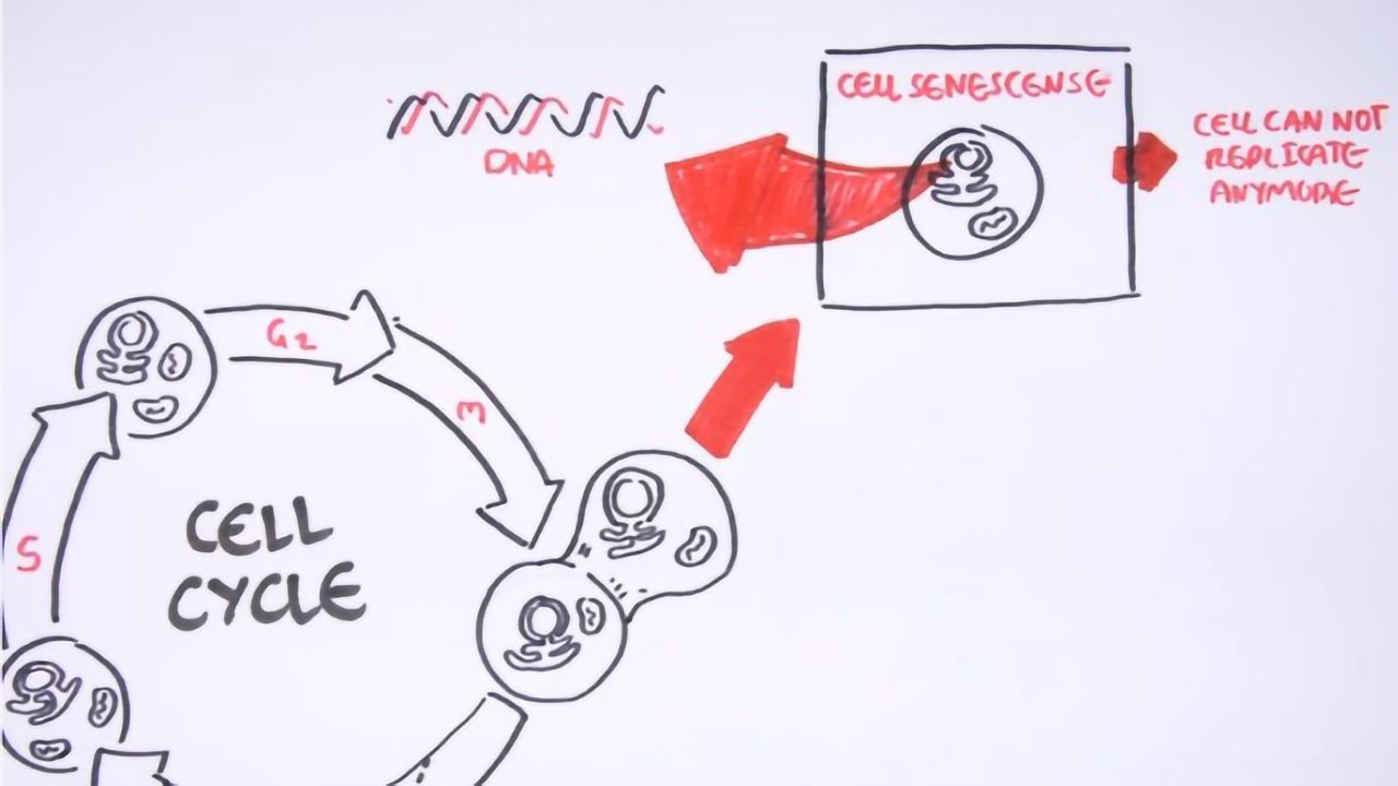 Cell Fates - Division, Senescence and Death