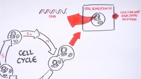 Cell Fates - Division, Senescence and Death