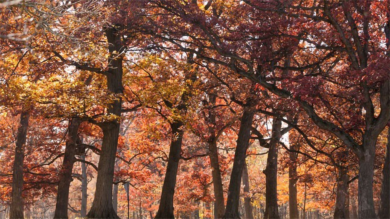 Mapping the Evolutionary History of Oaks