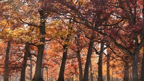 Mapping the Evolutionary History of Oaks
