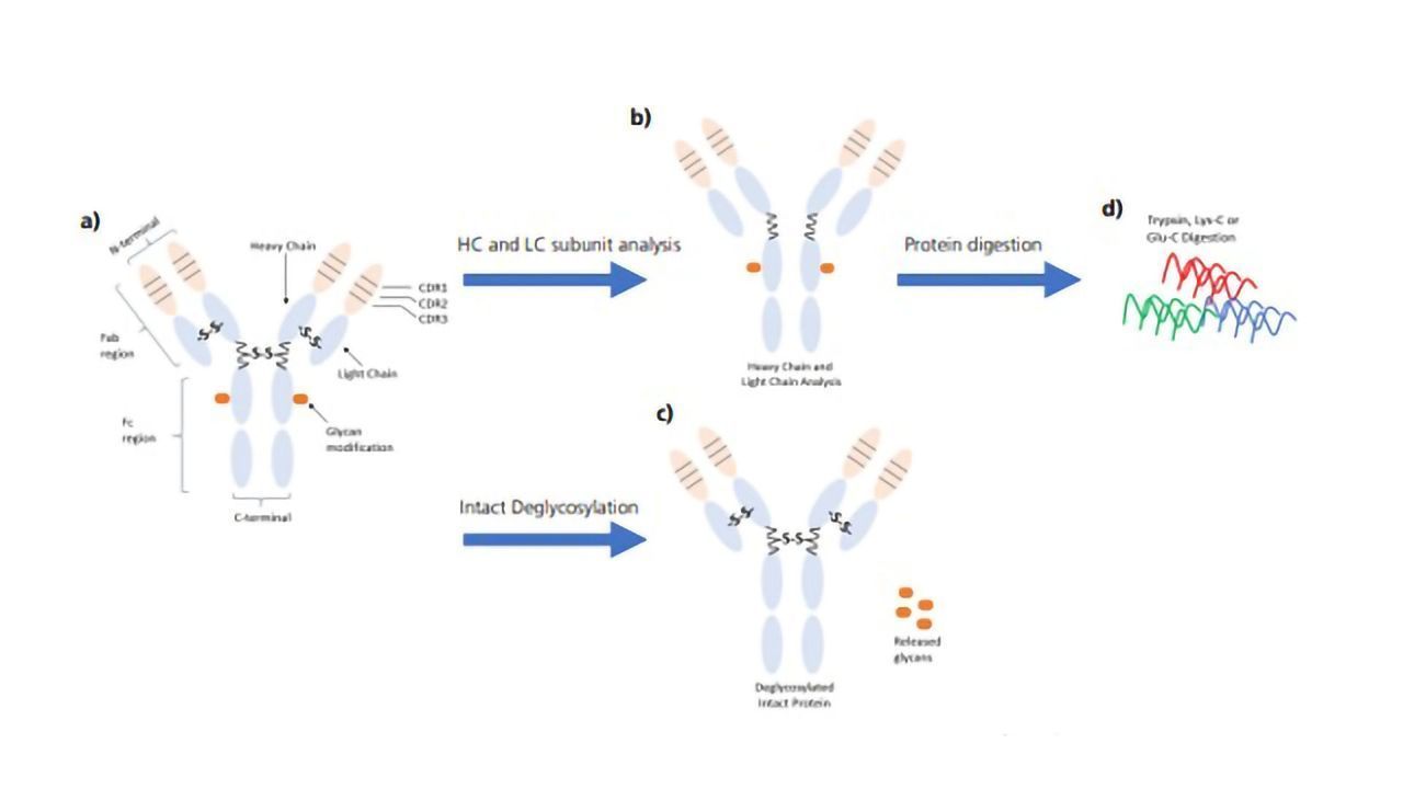 Monoclonal Antibody Workflows Using High-resolution Q-TOF LCMS and the Protein Metrics Software Suite