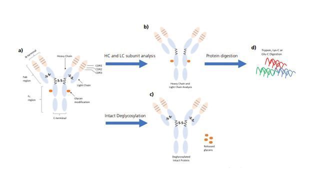 Monoclonal Antibody Workflows Using High-resolution Q-TOF LCMS and the Protein Metrics Software Suite content piece image 