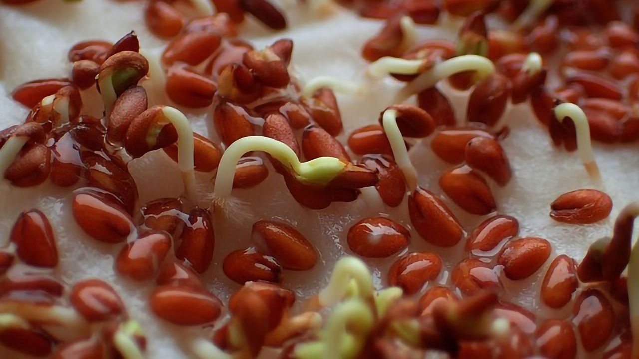 How Does Cold Plasma Enhance Seed Germination and Plant Growth?
