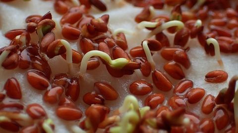 How Does Cold Plasma Enhance Seed Germination and Plant Growth?