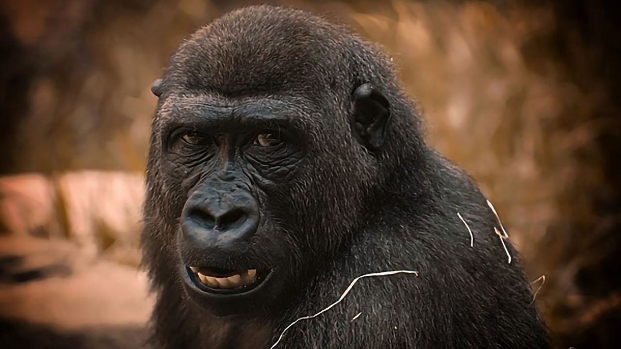Revival of 50,000-Year-Old Gene Reveals How Deadliest Malaria Parasite Jumped From Gorillas to Humans