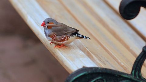 Noise Pollution Harmful to Birds Too