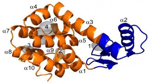 How Do Empty Spaces Make a Protein Unstable?