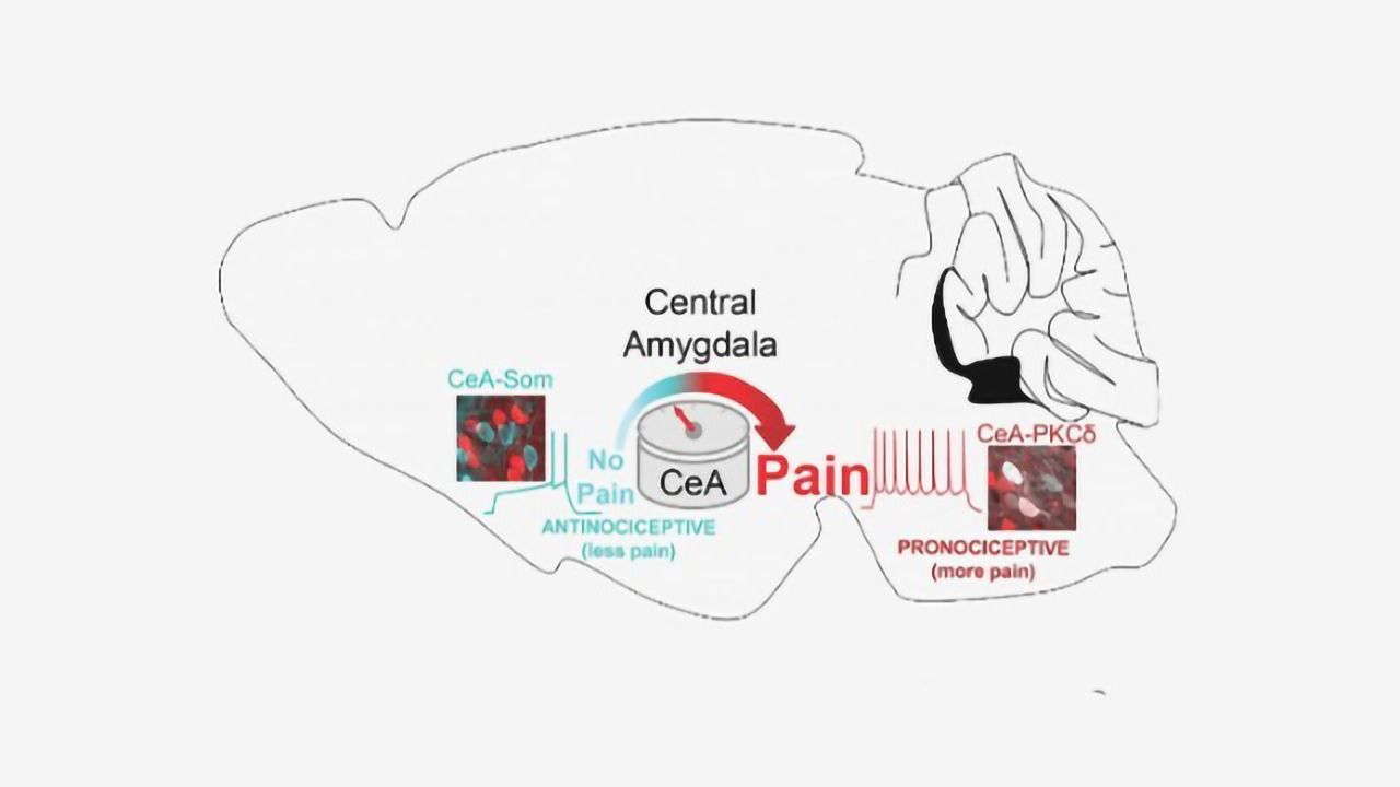 Mouse Study Can Explain How the Brain Turns Pain Up or Down