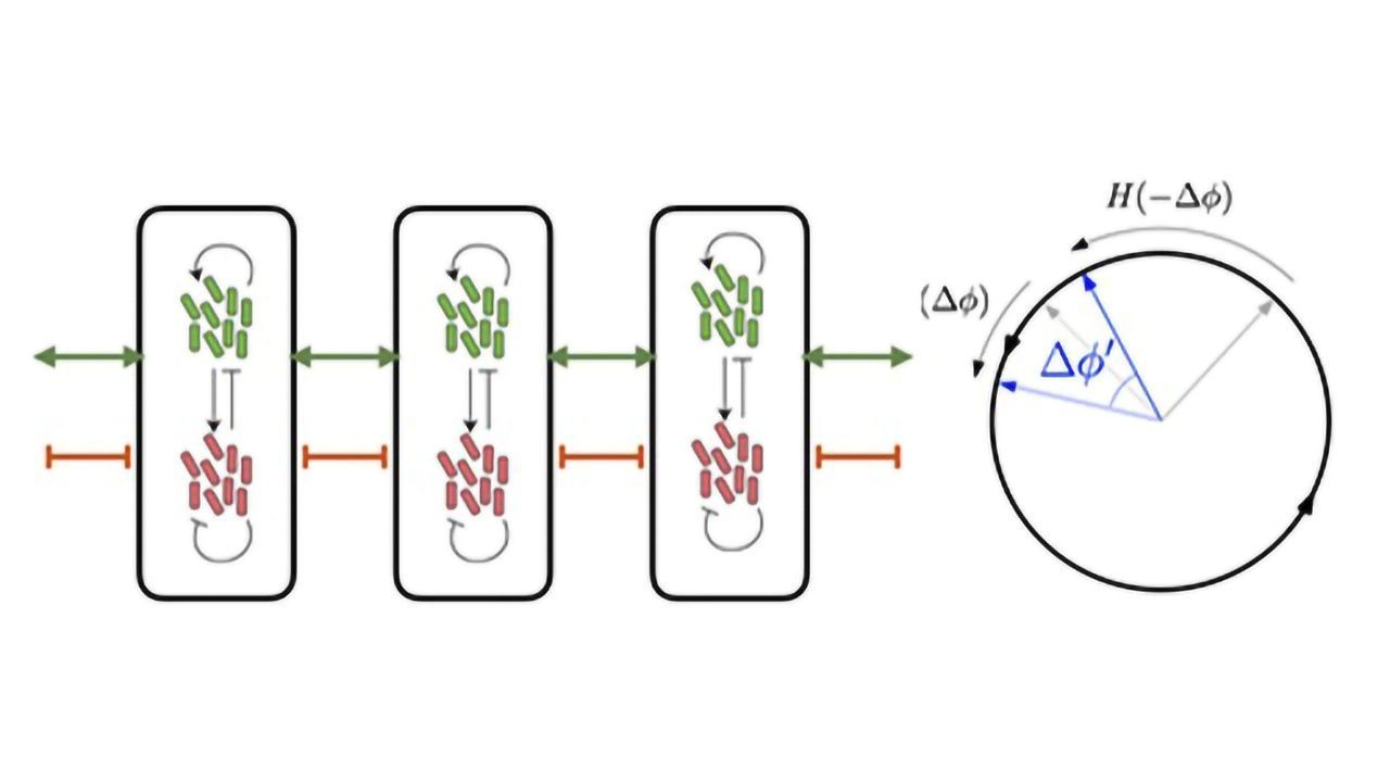 Mathematical Model Uncovers Long-Distance Cell Communication Mechanism