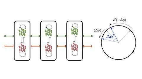 Mathematical Model Uncovers Long-Distance Cell Communication Mechanism