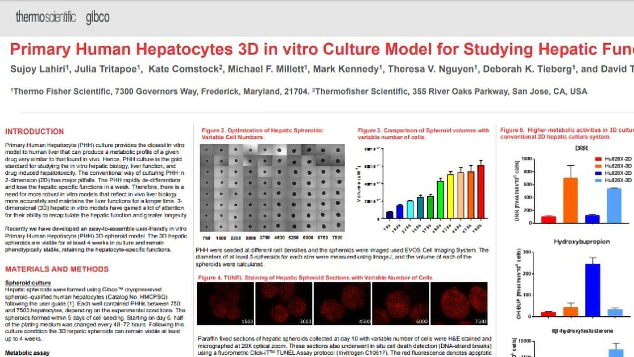Primary Human Hepatocytes 3D <i>in vitro</i> Culture Model for Studying Hepatic Function