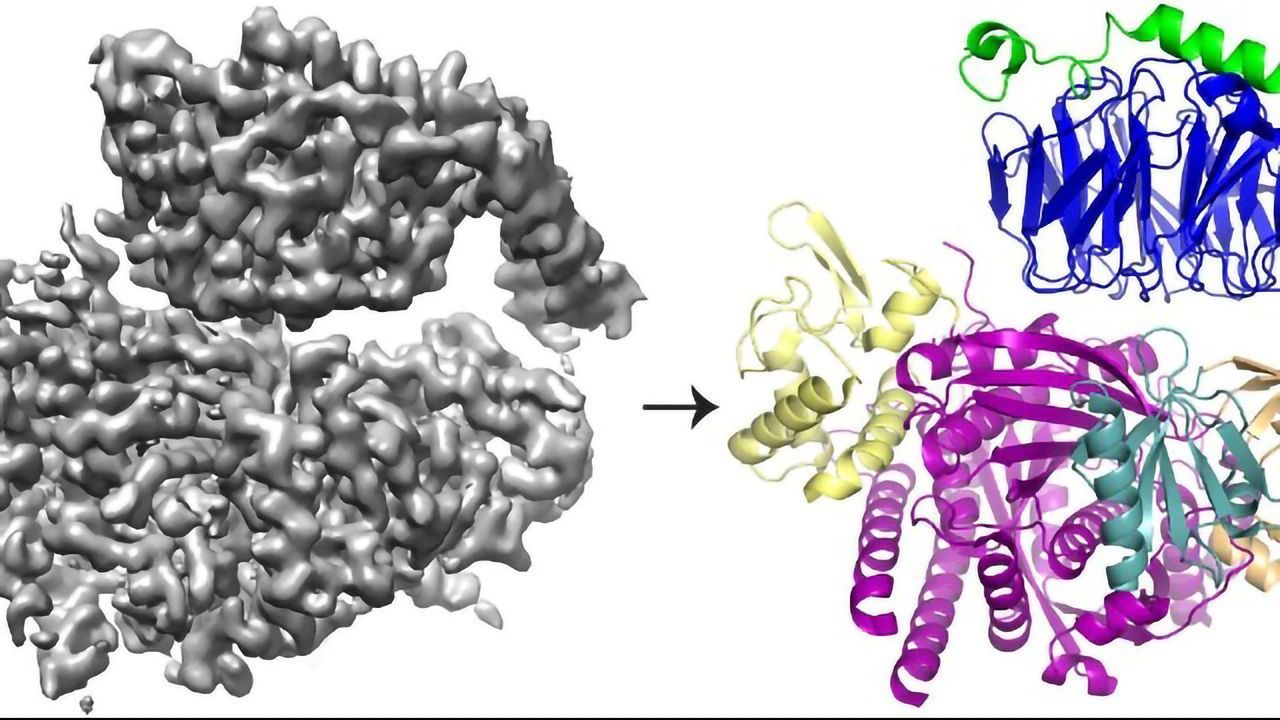 The Intricate Way Two Proteins Interact To Promote Cell Movement Unveiled