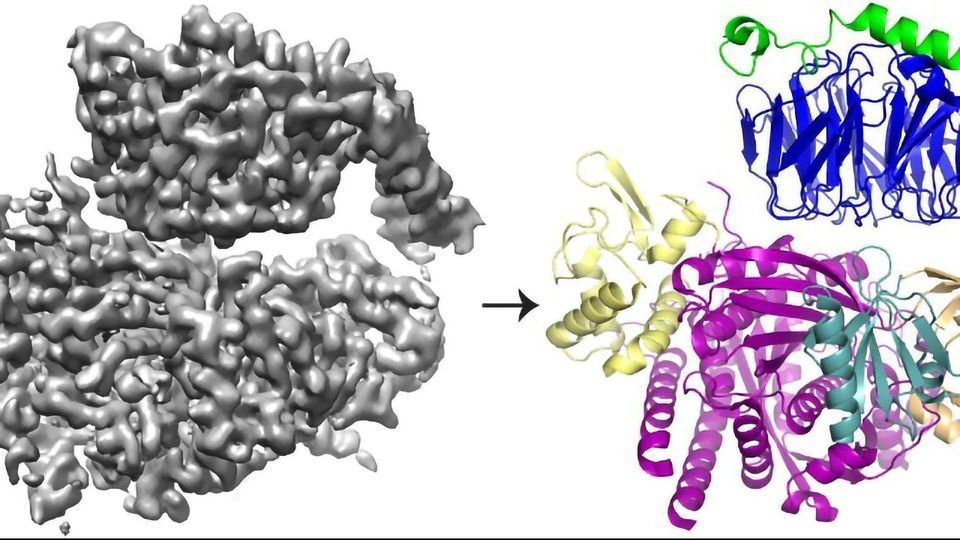 The Intricate Way Two Proteins Interact To Promote Cell Movement Unveiled content piece image