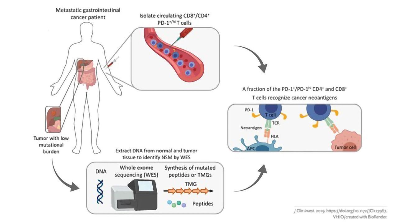 Developing Pioneering Cell Therapies for Immunotherapy Non-responders