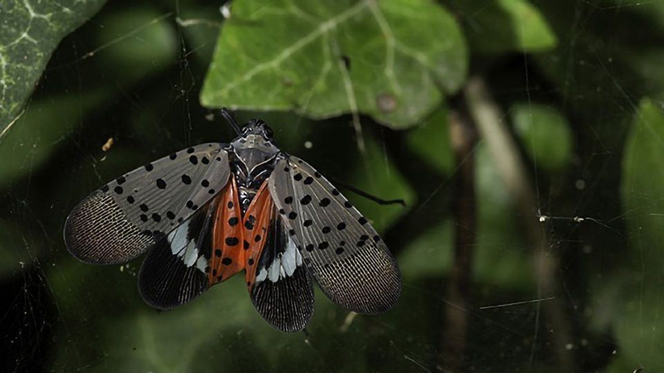 Genome of Spotted Lanternfly Built From a Single Insect content piece image