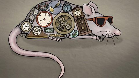 Opsin Study Shows Circadian Clocks Aren't Just Decided by the Brain