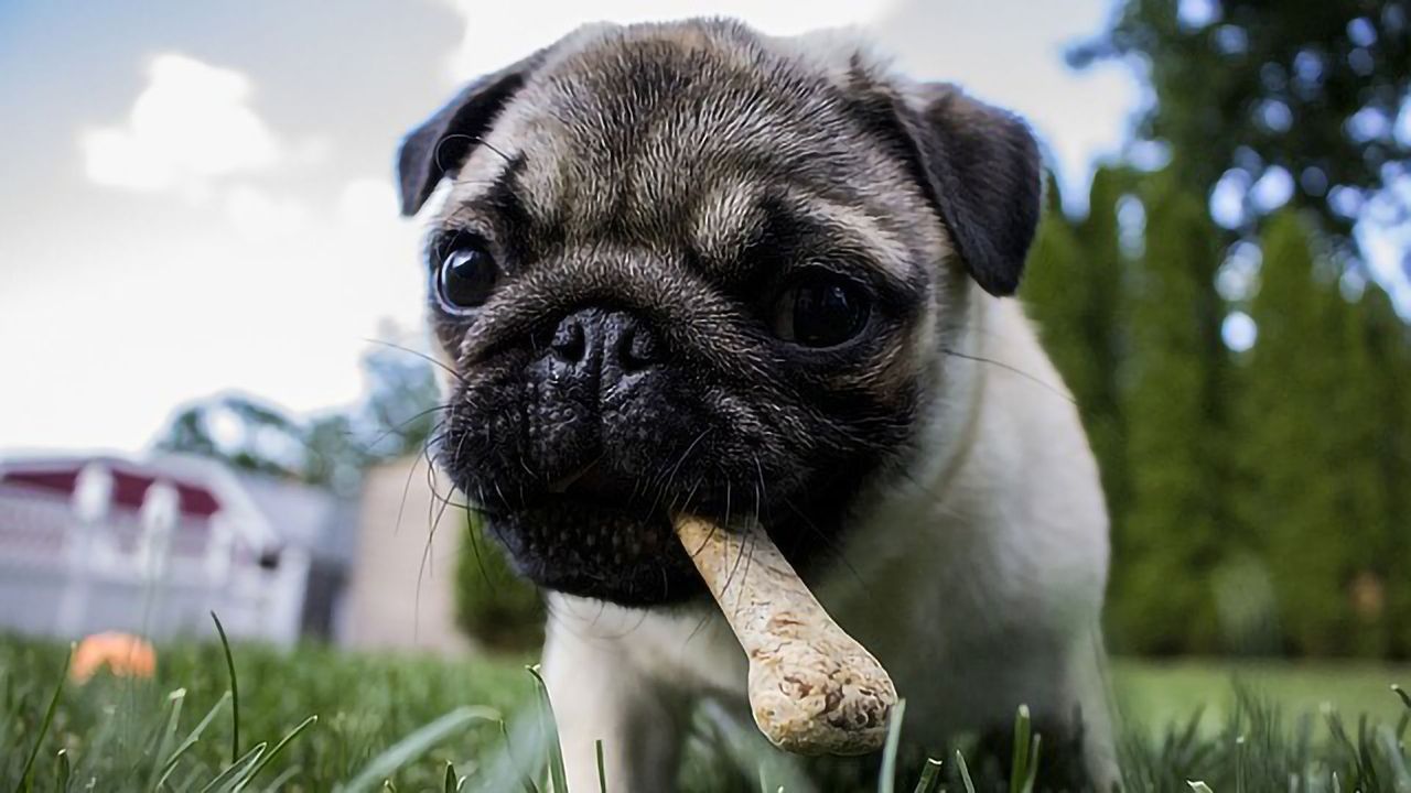 Does Your Pet's Diet Put You at Risk?
