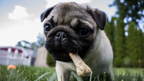 Does Your Pet's Diet Put You at Risk?