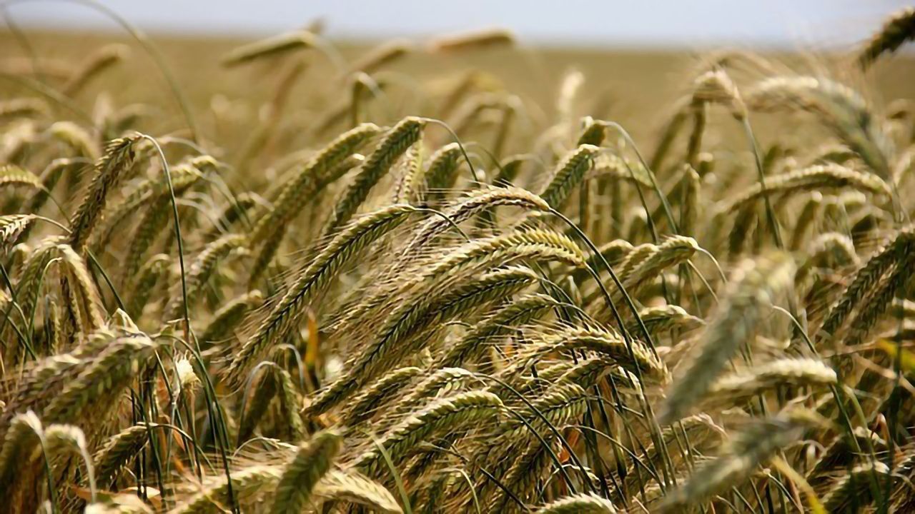 Genotyping Solutions for Agricultural Biotechnology Applications