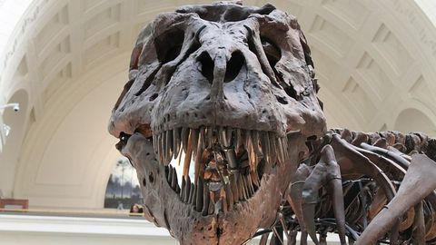 How Hot-headed Dinosaurs Solved the Problem